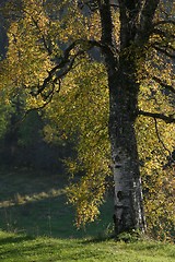 Image showing Birch in autumn