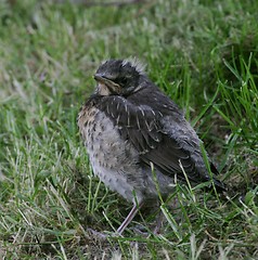 Image showing Young bird
