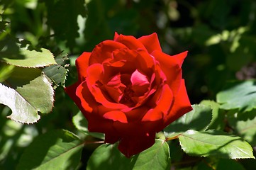 Image showing Red Rose