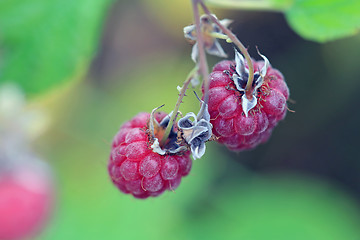 Image showing Wild Raspberry Close Up