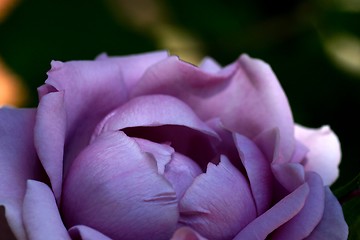 Image showing Lavender Morning