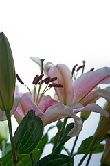 Image showing pink lily flower bouquet