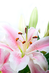 Image showing pink lily flower bouquet