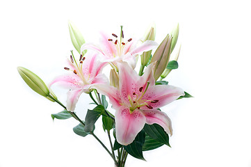 Image showing pink lily flower bouquet