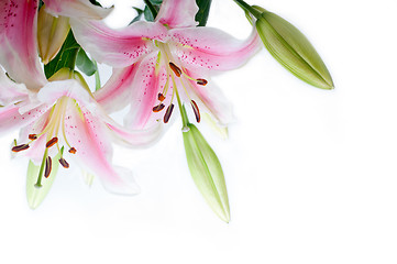 Image showing lily flowers corner frame
