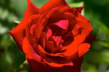 Image showing Red Rose