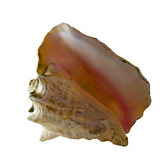 Image showing Conch Shell