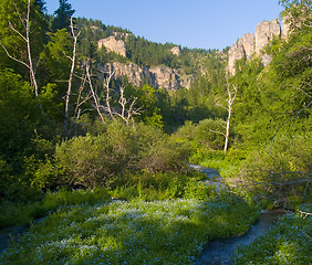 Image showing Flowers on Canyon Floor
