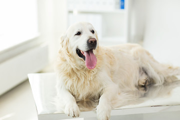 Image showing close up of golden retriever dog at vet clinic