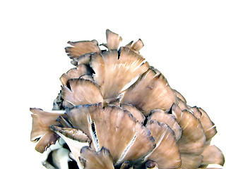 Image showing Mushrooms over white