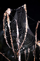 Image showing Cobweb on the grass close-up on a black background at night