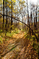 Image showing Sunny autumn landscape with beams, wood and footpath