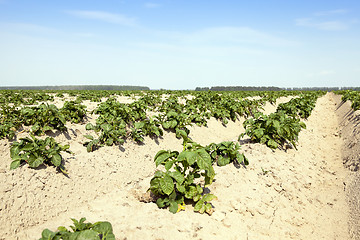 Image showing Agriculture, potato field