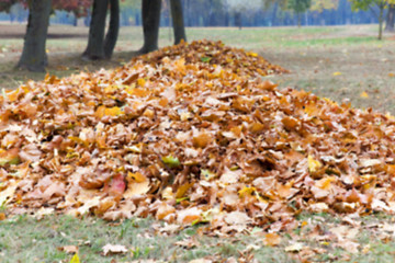 Image showing autumn in the park