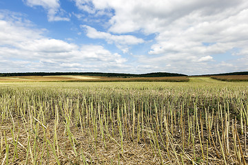 Image showing collection rapeseed crop