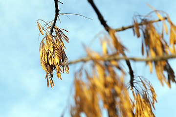 Image showing maple seeds fall