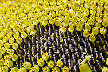 Image showing part ripe sunflower with seeds