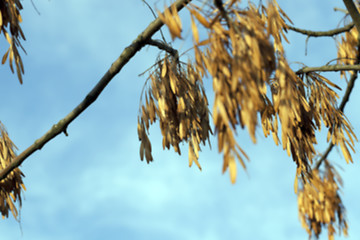 Image showing autumn in the park