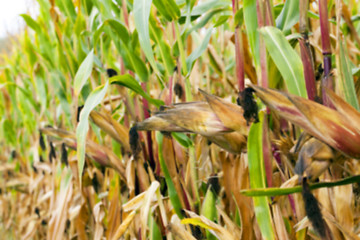 Image showing ripe corn, autumn