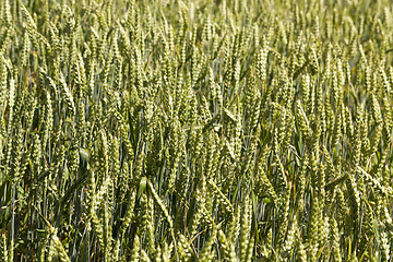 Image showing unripe ears of wheat