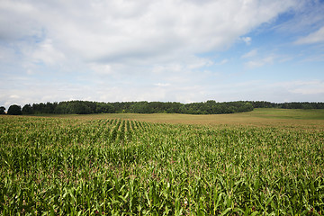 Image showing Corn field, summer