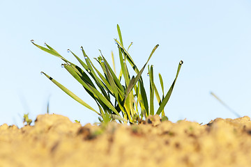 Image showing young grass plants, close-up