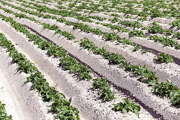 Image showing Potatoes in the field