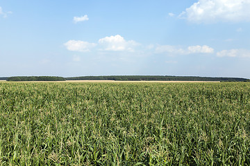 Image showing Corn field, summer