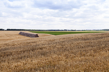 Image showing gathering the wheat harvest