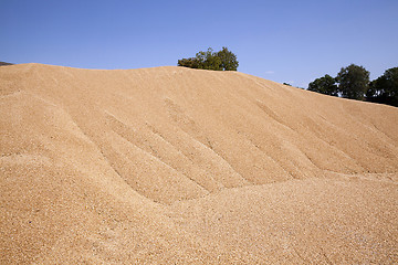 Image showing wheat crop , summer