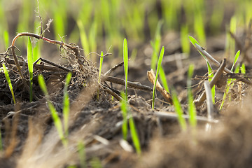 Image showing young grass plants, close-up