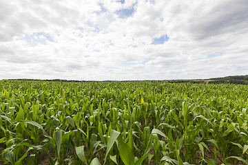 Image showing Field with corn