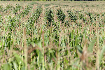 Image showing Corn field, summer time