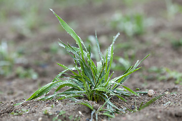 Image showing young grass plants, close-up