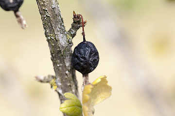 Image showing dried berries harvest