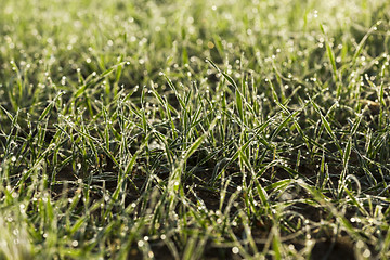 Image showing young grass plants, close-up