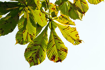 Image showing yellowing leaves of chestnut