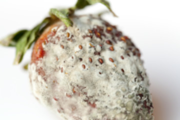 Image showing Strawberry with mold