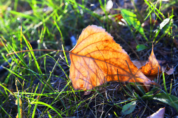 Image showing autumn in the park