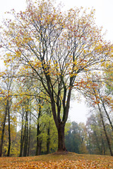 Image showing autumn in the park