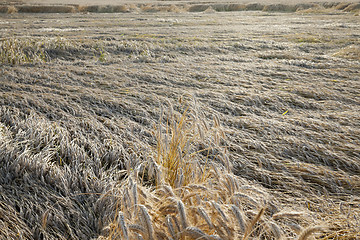 Image showing destroyed by the storm wheat