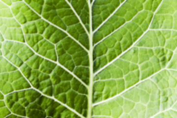 Image showing green leaves of horseradish