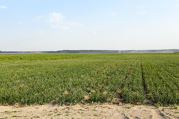 Image showing field with green onions