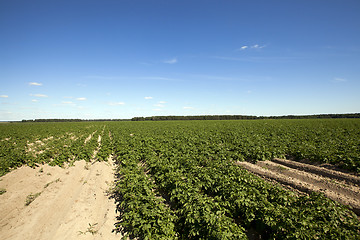 Image showing Field with potato