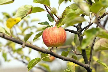 Image showing Apple on a branch