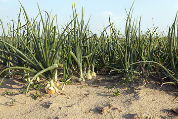 Image showing field with green onions