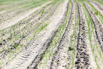 Image showing field with green onions