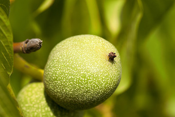 Image showing unripe green walnuts