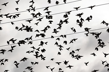 Image showing birds flying in the sky