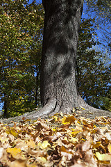 Image showing autumn in the park